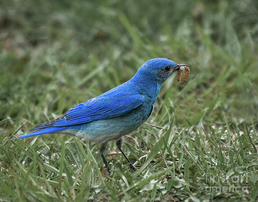 Bluebird Photograph