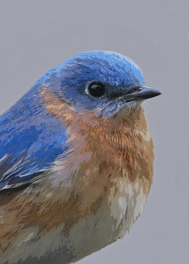 Bluebird in 5 Colors Painting by Judy Cuddehe