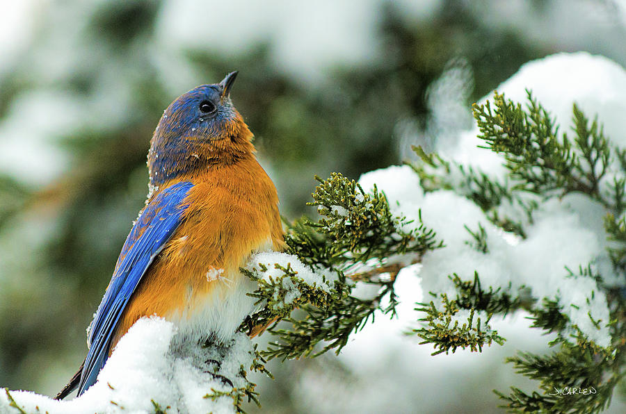 Bluebird in Cedar Tree Photograph by Jim Carlen