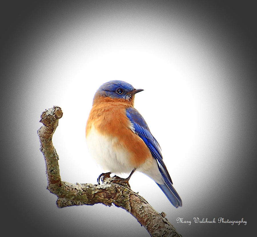 Bluebird in December Photograph by Mary Walchuck