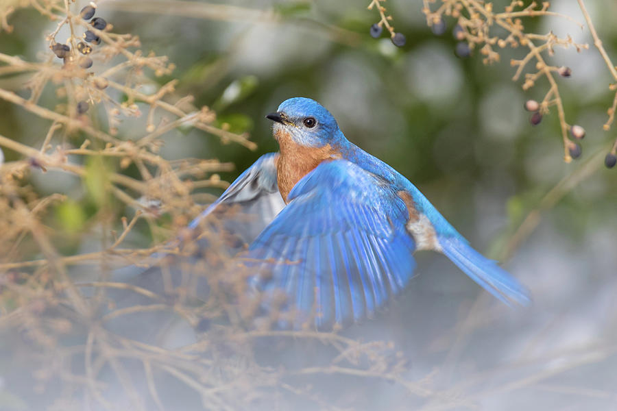 Bluebird in Flight Photograph by Rachel Morrison