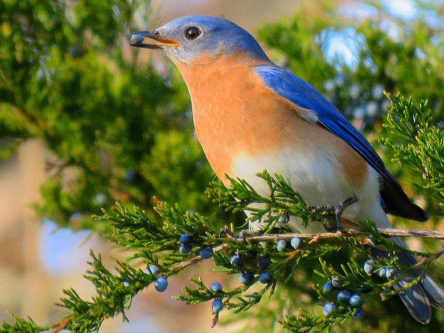 Blue Bird in January Photograph by Dianne Cowen Cape Cod Photography