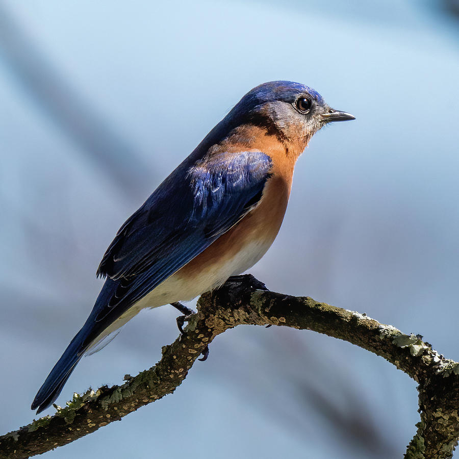 Bluebird in March Light Photograph by Rachel Morrison