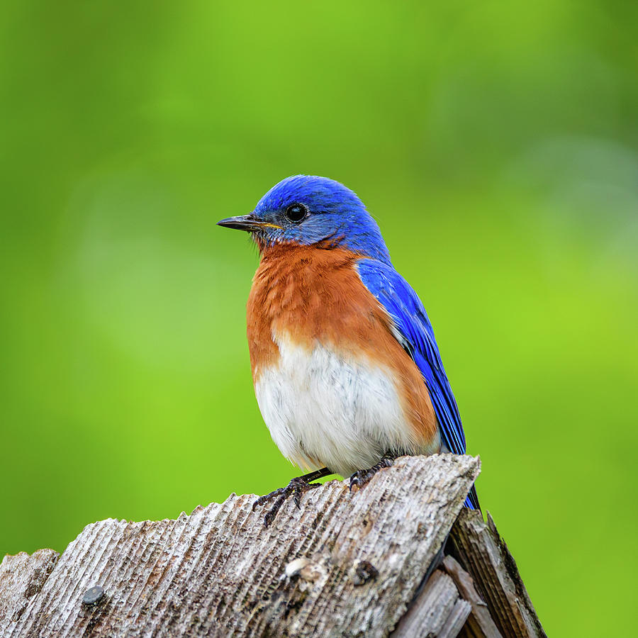 Bluebird in May Photograph by Rachel Morrison Bluebird in May Photograph by Rachel Morrison