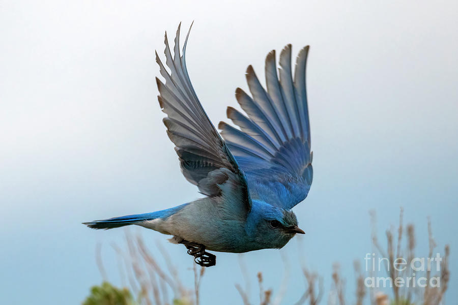 Mountain Bluebird Photograph - Bluebird in Pursuit by Michael Dawson