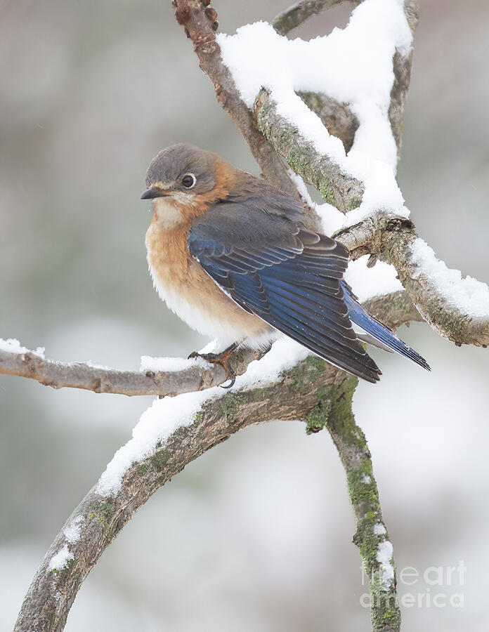 Bluebird in Snow Photograph by Chris Scroggins