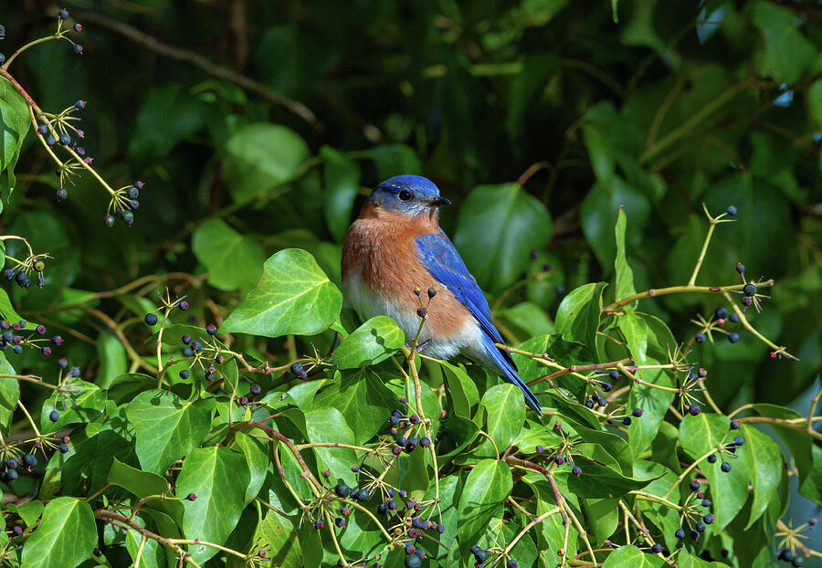 Bluebird in the Berry Tree Photograph by Chad Meyer