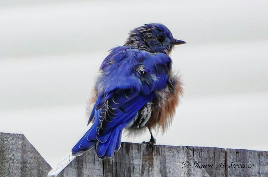 Bluebird in the Breeze Photograph by Shawn M Greener