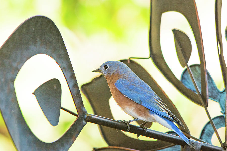Bluebird in the Garden Photograph by Mary Ann Artz