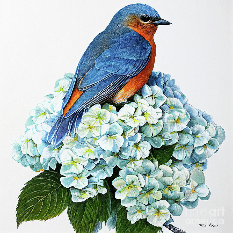 Bluebird In The Hydrangea Blossom Painting by Tina LeCour