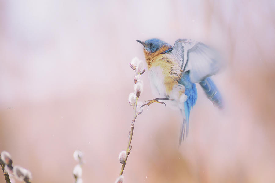 Bluebird In The Wind Digital Art by Sue Capuano
