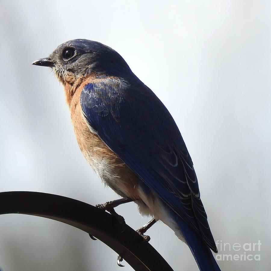 Bluebird in Thought  Photograph by Eunice Miller