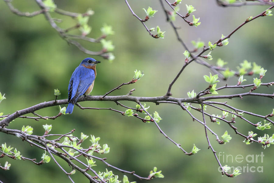 Nature Photograph - Bluebird in Tree by Rosanna Life