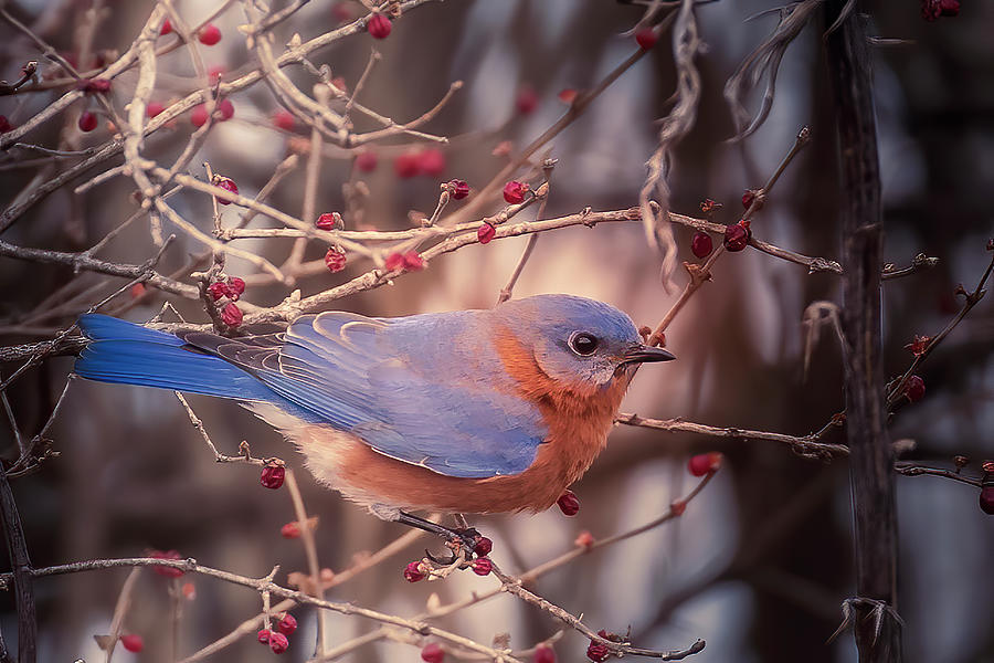 Bluebird in Winter 2 Wilsons Creek Springfield Photograph by Allin Sorenson