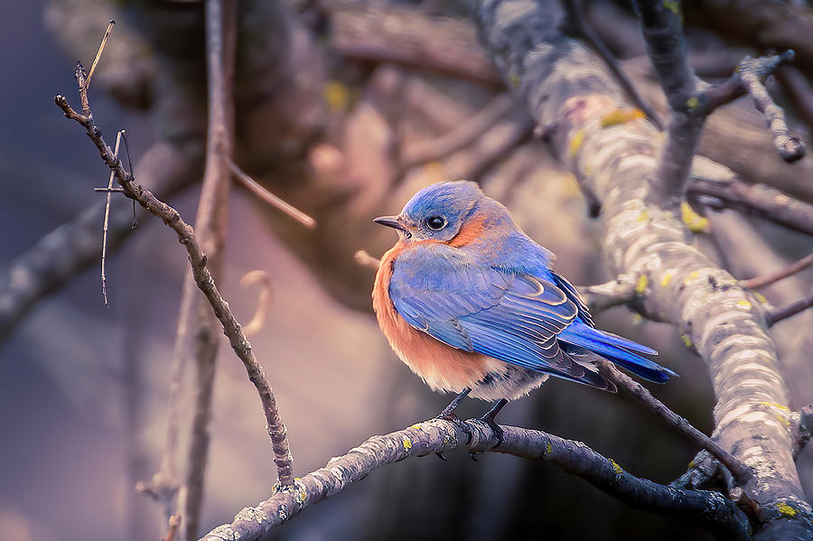 Bluebird in Winter Photograph by Allin Sorenson