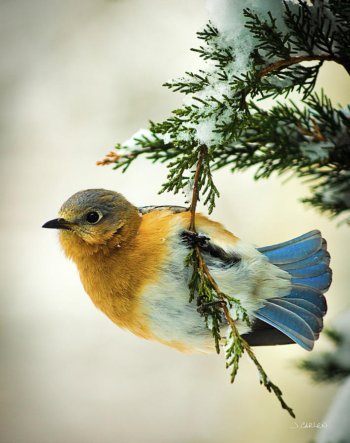 Bluebird in Winter Photograph by Jim Carlen