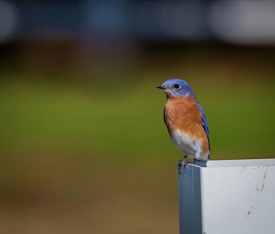 Bluebird Photograph by Jim Gillen