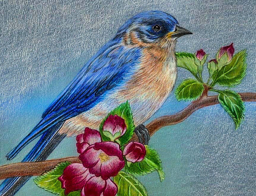 Bluebird  Drawing by Jo Prevost