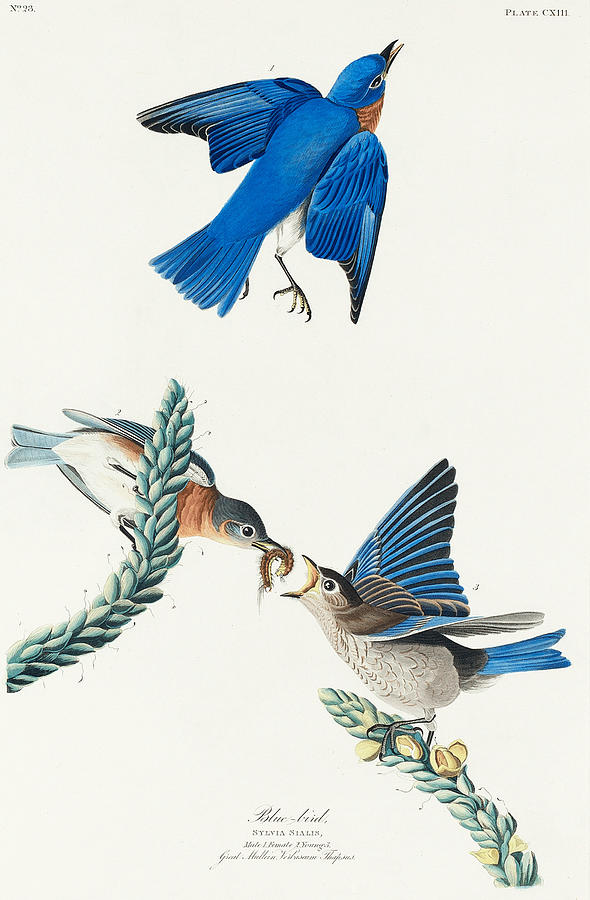 Bluebird. John James Audubon Mixed Media by World Art Collective