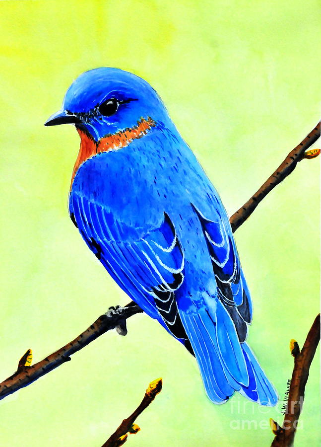 Bluebird Kingr Painting by John W Walker