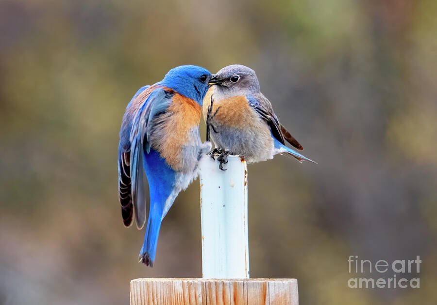 Bird Photograph - Bluebird Kiss by Michael Dawson