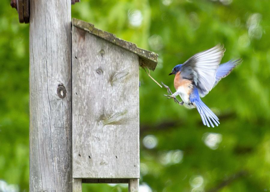 Bluebird Landing Photograph by Sue Zeigler - Fine Art America