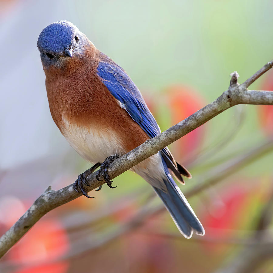 Bluebird Looking at You Photograph by Mary Buck