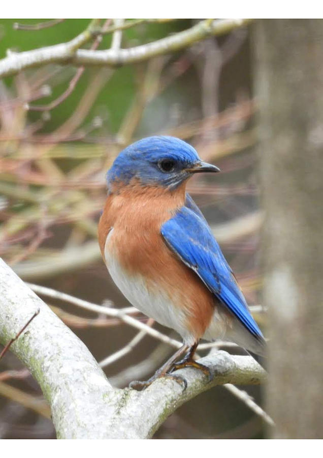 Bluebird Looking Right Photograph by Valerie Watters-Burke - Fine Art ...