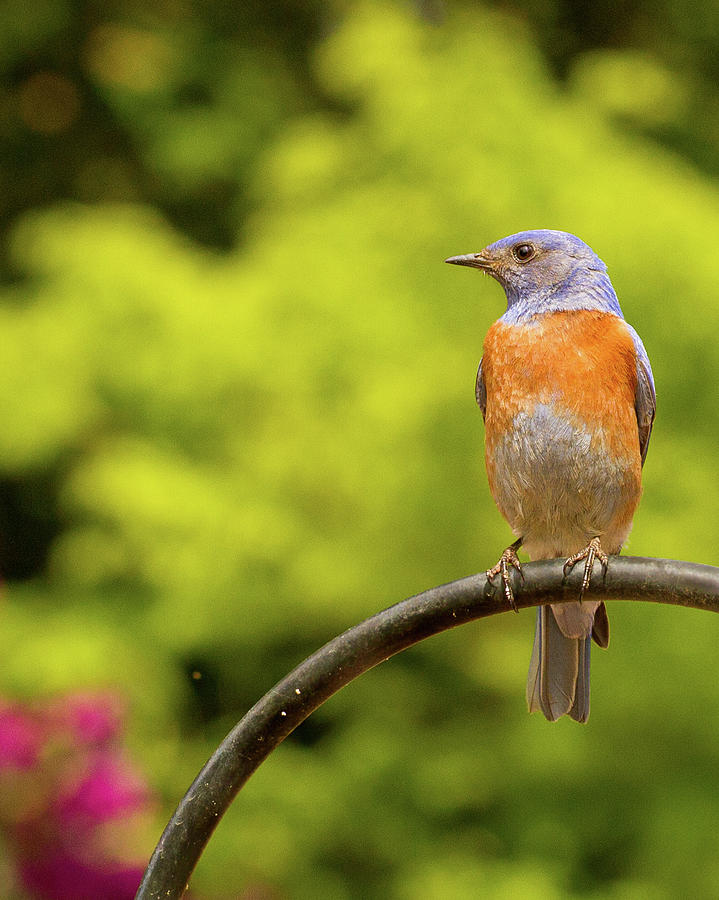 Bluebird Lookout Photograph by Jean Noren
