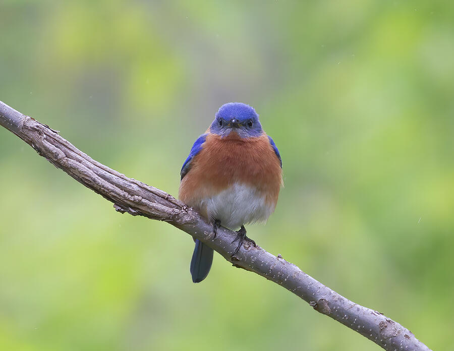 Bluebird - Moody Blues Photograph by Chris Scroggins Bluebird - Moody Blues Photograph by Chris Scroggins