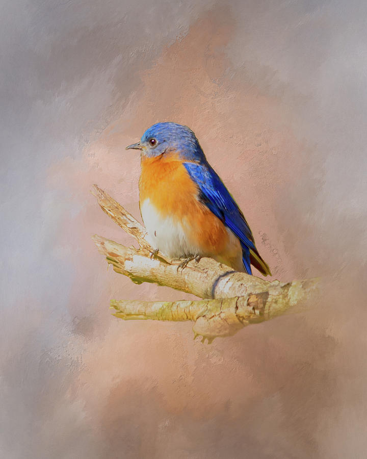Bluebird Mr. Blue Digital Art by Ken Frischkorn