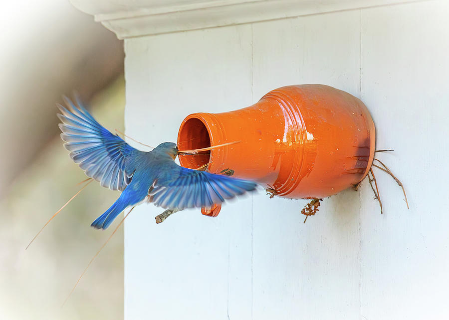 Bluebird Nests in a Ceramic Bird Bottle Photograph by Rachel Morrison