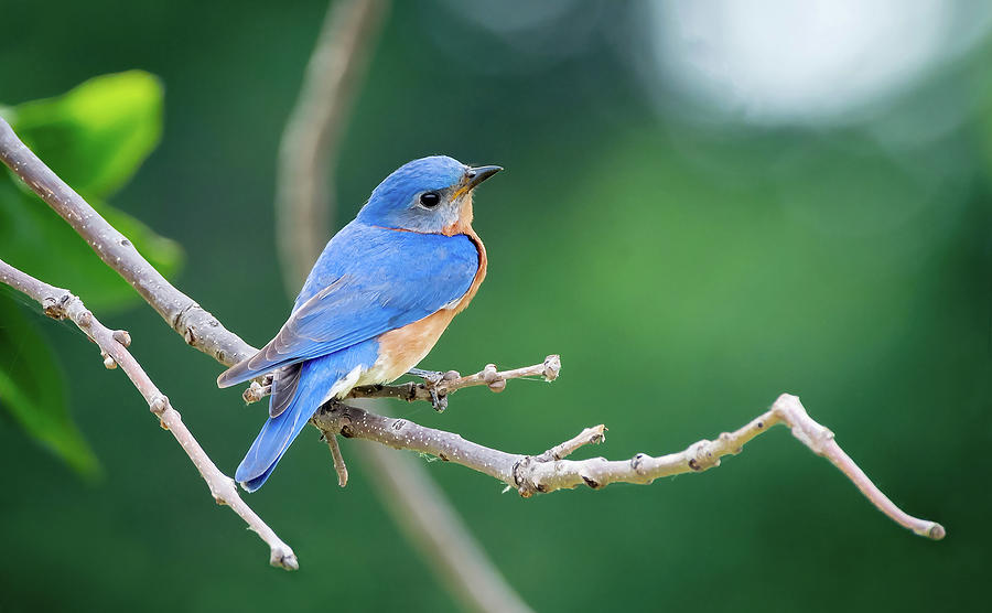 Bluebird of Happiness Photograph by Angie Mossburg