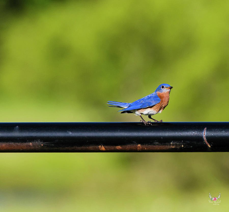 Bluebird of Happiness Photograph by Pam Rendall