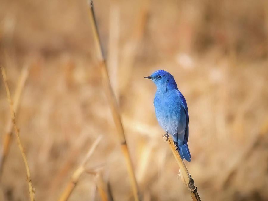Bluebird of Happiness Photograph by Rebecca Herranen