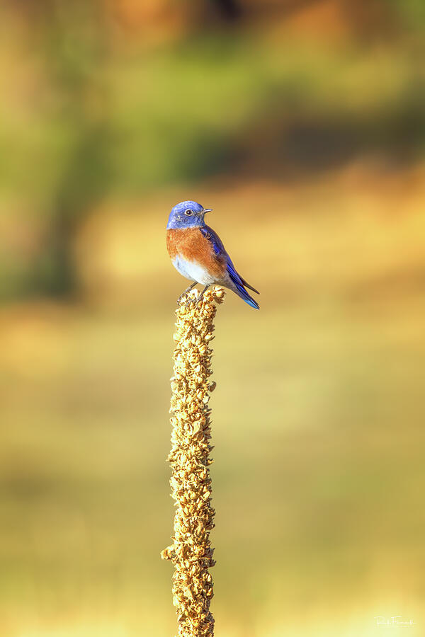 Bluebird of Happiness Photograph by Rick Furmanek