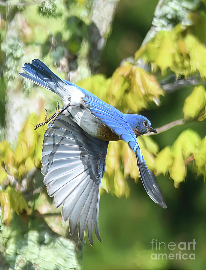 Bluebird of Spring Photograph by Kerri Farley