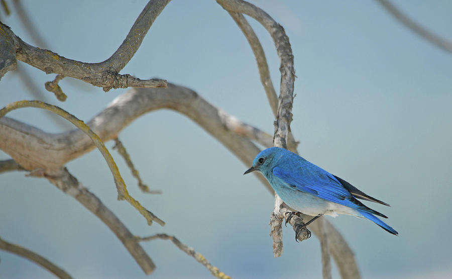 Bluebird Photograph - Bluebird of the Morning by Whispering Peaks Photography