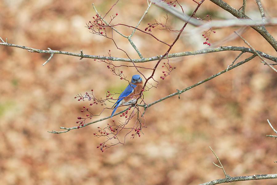 Bluebird on a Branch Photograph by Amelia Pearn