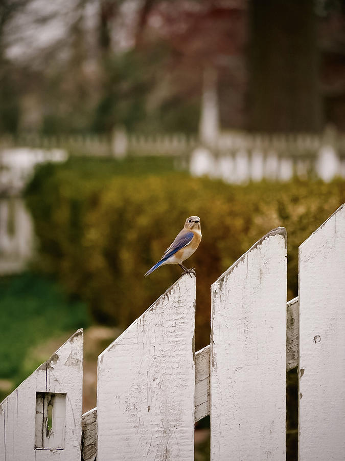 Bluebird on a Fence Photograph by Rachel Morrison