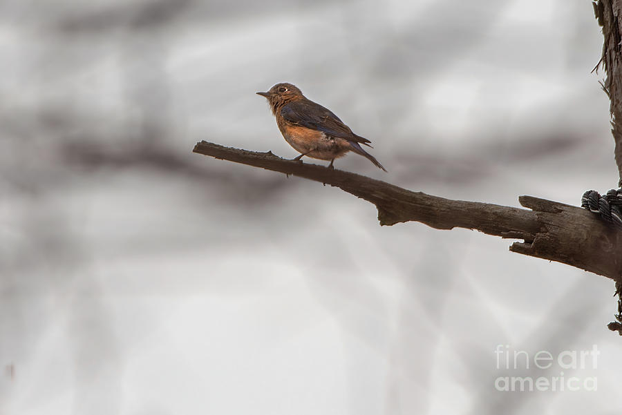 Bluebird On A Limb Photograph By Bo Matthews 