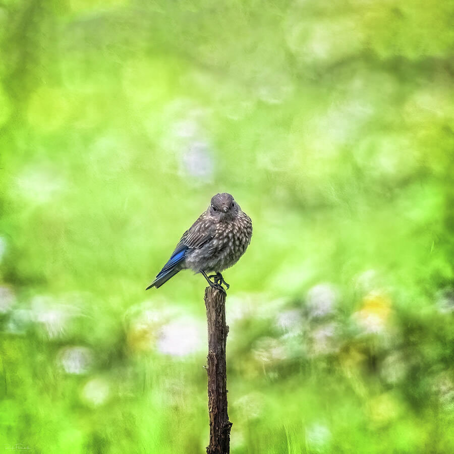 Bluebird on a Stick Photograph by Rick Furmanek