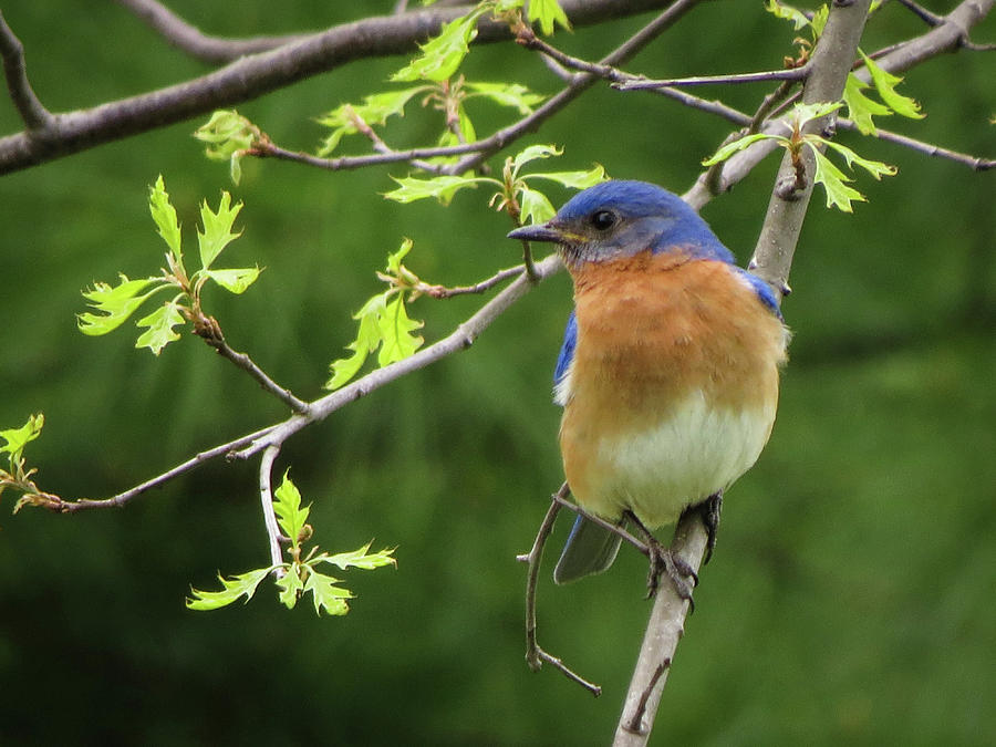 Bluebird on a Tree #2 Photograph by Kimberly Mackowski