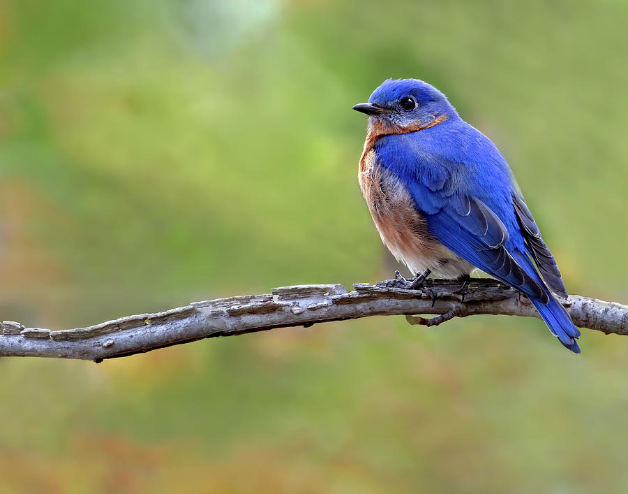 Bluebird on Branch Photograph by Art Cole