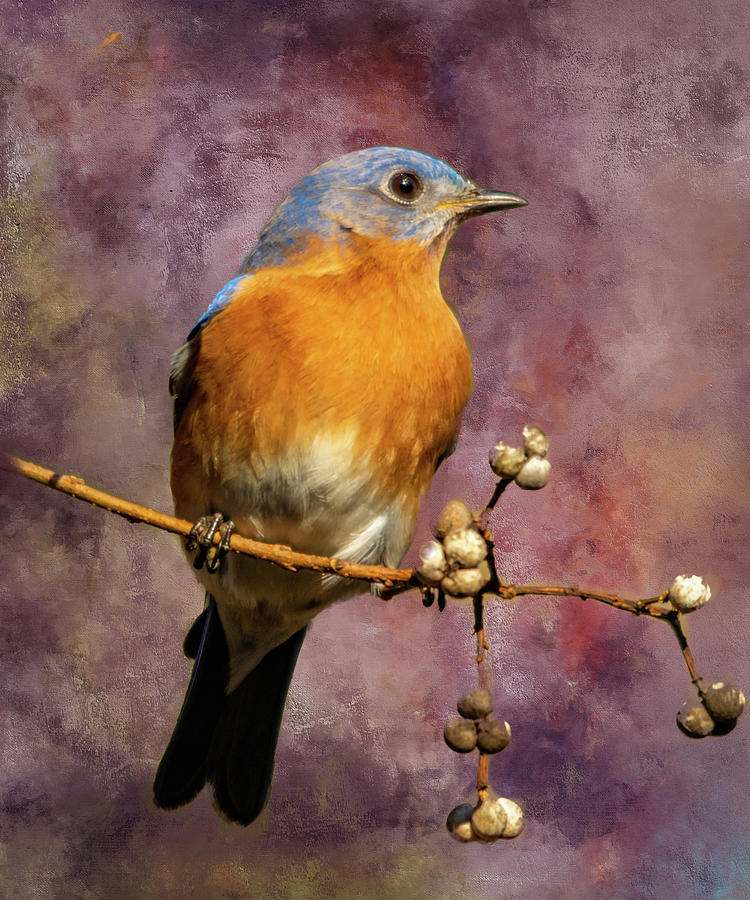 Bluebird on Branch Mixed Media by Ken Frischkorn