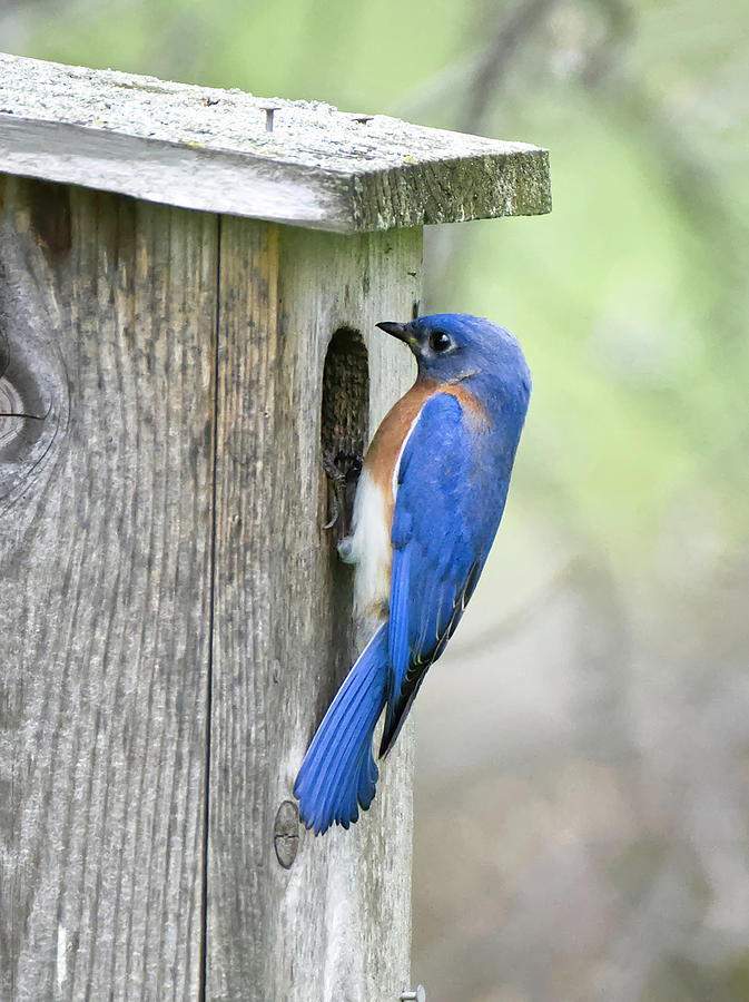 Bluebird on nesting box Photograph by Deborah Ritch - Fine Art America