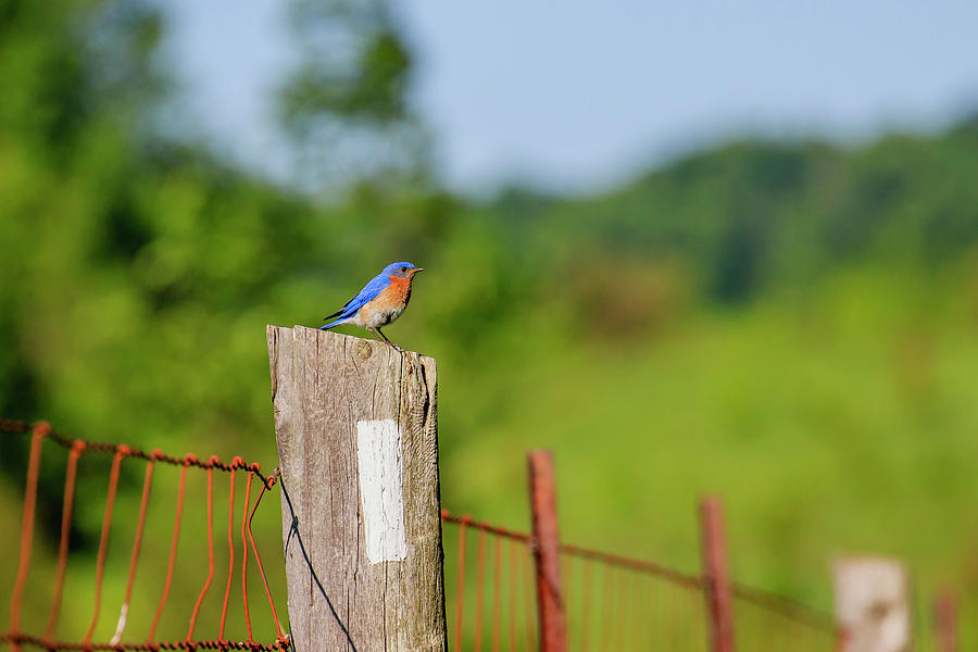 Bluebird on Post Photograph by Gary Hall