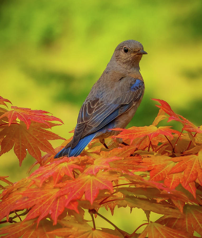 Bluebird on Red Maple Photograph by Jean Noren