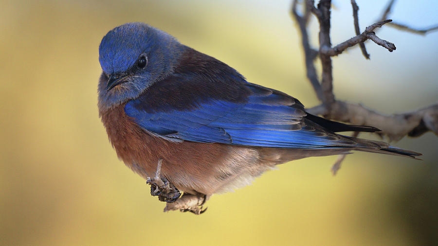 Bluebird. Photograph by Paul Martin
