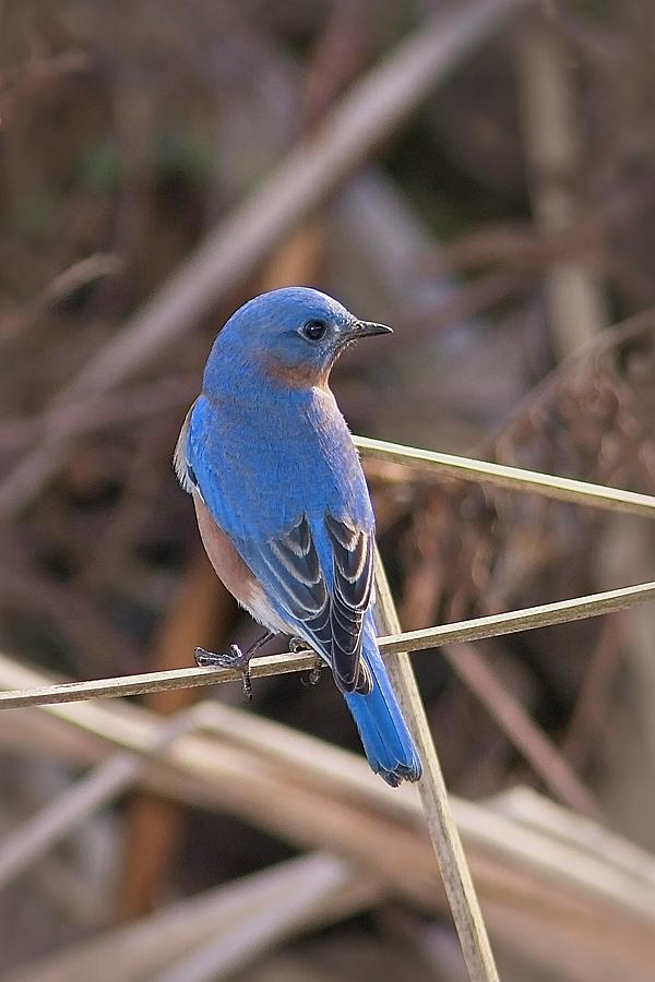 Bluebird Photograph by Paul Rebmann